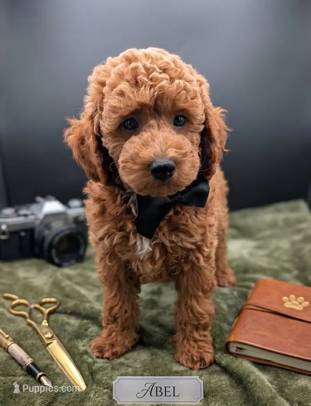 Abel 🤎 – Poodle - Miniature  puppy for sale in Meta, MO