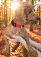 Winston Retired Stud, a male Poodle - Miniature  for sale in Meta, MO – 5 of 10