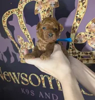 Blueberry 🫐, a male Poodle - Toy  for sale in Meta, MO – 8 of 10