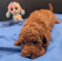 Caleb 🩵, a male Poodle - Miniature  for sale in Meta, MO – 9 of 10