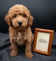 Abel 🤎, a male Poodle - Miniature  for sale in Meta, MO – Photo 5 of 10