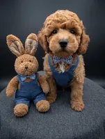 Abel 🤎, a male Poodle - Miniature  for sale in Meta, MO – Photo 2 of 10