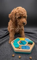 Abel 🤎, a male Poodle - Miniature  for sale in Meta, MO – Photo 6 of 10