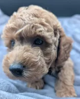 Abel 🤎, a male Poodle - Miniature  for sale in Meta, MO – Photo 8 of 10