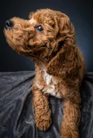 Abel 🤎, a male Poodle - Miniature  for sale in Meta, MO – Photo 4 of 10