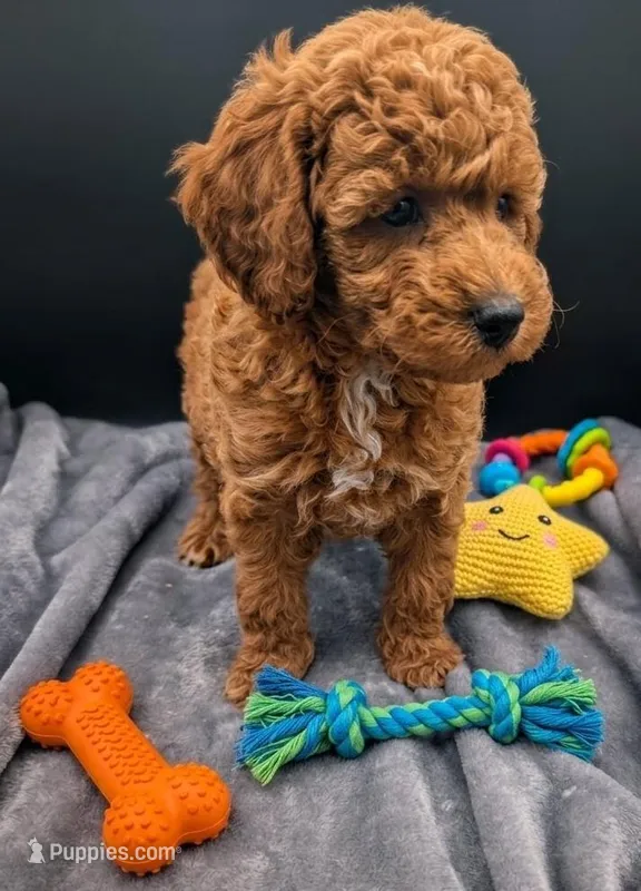 Abel 🤎 – Poodle - Miniature  puppy for sale in Meta, MO