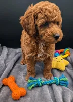 Abel 🤎, a male Poodle - Miniature  for sale in Meta, MO – Photo 1 of 10