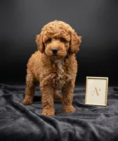 Abel 🤎, a male Poodle - Miniature  for sale in Meta, MO – Photo 3 of 10