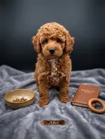 Abel 🤎, a male Poodle - Miniature  for sale in Meta, MO – Photo 7 of 10