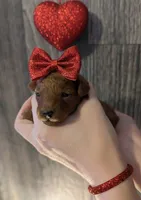 Cherry 🍒, a female Poodle - Toy  for sale in Meta, MO – Photo 1 of 10