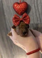 Cherry 🍒, a female Poodle - Toy  for sale in Meta, MO – Photo 9 of 10