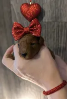 Cherry 🍒, a female Poodle - Toy  for sale in Meta, MO – Photo 10 of 10