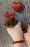 Cherry 🍒, a female Poodle - Toy  for sale in Meta, MO – Photo 5 of 10