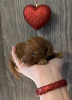 Cherry 🍒, a female Poodle - Toy  for sale in Meta, MO – Photo 4 of 10