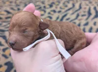 Sophia 🩷, a female Poodle - Miniature  for sale in Meta, MO – 7 of 10