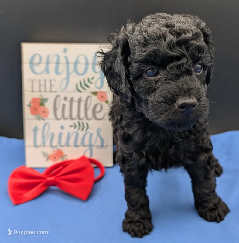 Simba ❤️ – Poodle - Miniature  puppy for sale in Meta, MO