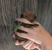 Rex 🦖, a male Poodle - Miniature  for sale in Meta, MO – 10 of 10