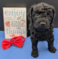 Simba ❤️, a male Poodle - Miniature  for sale in Meta, MO – 2 of 10
