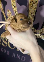 Pixie 🩷, a female Poodle - Miniature  for sale in Meta, MO – 2 of 10