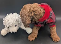 Woody 🤎, a male Poodle - Miniature  for sale in Meta, MO – 5 of 10