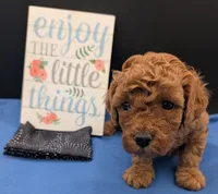 Pompadour 🖤, a male Poodle - Miniature  for sale in Meta, MO – 9 of 10