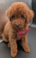 Cinnamon ♥️, a female Poodle - Toy  for sale in Meta, MO – 3 of 10