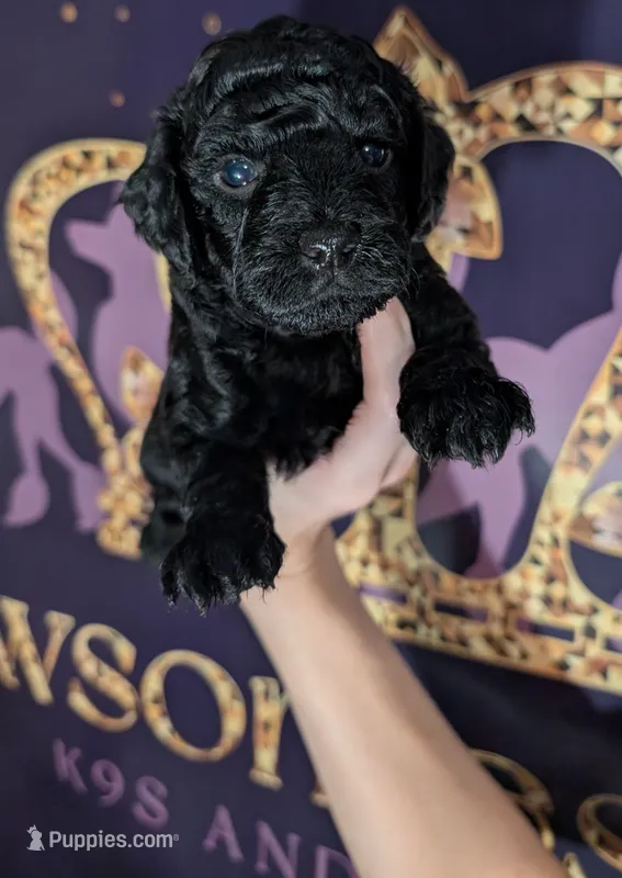 Rafiki 🖤 – Poodle - Miniature  puppy for sale in Meta, MO