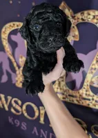 Rafiki 🖤, a male Poodle - Miniature  for sale in Meta, MO – 1 of 10