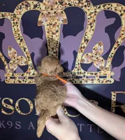 Bamm Bamm 🧡, a male Poodle - Toy  for sale in Meta, MO – 8 of 10