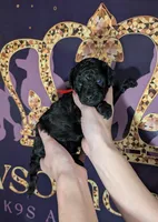 Simba ❤️, a male Poodle - Miniature  for sale in Meta, MO – 7 of 10