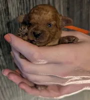 Maple 🧡, a female Poodle - Toy  for sale in Meta, MO – 2 of 10