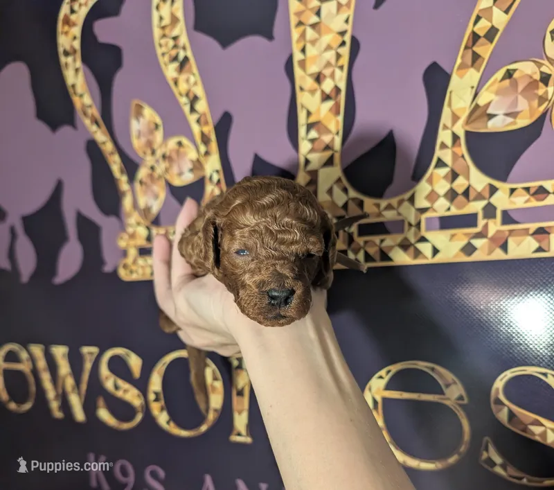 Woody 🤎 – Poodle - Miniature  puppy for sale in Meta, MO