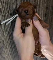 Spike 🤍, a male Poodle - Miniature  for sale in Meta, MO – 10 of 10
