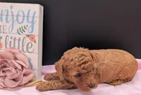 Pixie 🩷, a female Poodle - Miniature  for sale in Meta, MO – 9 of 10