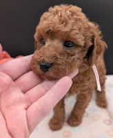 Watermelon 🍉, a female Poodle - Toy  for sale in Meta, MO – 3 of 10