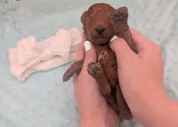 Cal 🤍, a male Poodle - Miniature  for sale in Meta, MO – 5 of 10