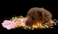 Ginger 🩷, a female Poodle - Toy  for sale in Meta, MO – Photo 1 of 10