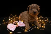 Ginger 🩷, a female Poodle - Toy  for sale in Meta, MO – Photo 7 of 10