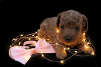 Ginger 🩷, a female Poodle - Toy  for sale in Meta, MO – Photo 6 of 10