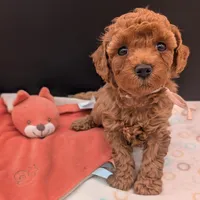 Pixie 🩷, a female Poodle - Toy  for sale in Meta, MO – 9 of 10