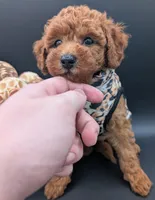 Grape 🍇, a female Poodle - Toy  for sale in Meta, MO – 8 of 10