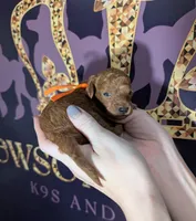 Pumpkin 🧡, a female Poodle - Toy  for sale in Meta, MO – 2 of 10