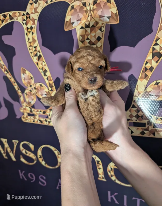 Raspberry 🩷 – Poodle - Toy  puppy for sale in Meta, MO