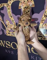 Raspberry 🩷, a female Poodle - Toy  for sale in Meta, MO – 1 of 10