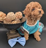 Betty 🩵, a female Poodle - Toy  for sale in Meta, MO – 7 of 10