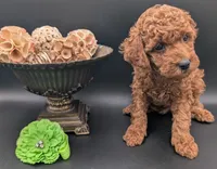 Rex 🦖, a male Poodle - Miniature  for sale in Meta, MO – 3 of 10
