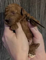 Chestnut 🌰, a male Poodle - Toy  for sale in Meta, MO – 5 of 10
