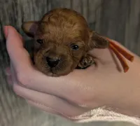 Maple 🧡, a female Poodle - Toy  for sale in Meta, MO – 10 of 10