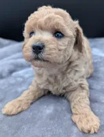 Daphne 💜, a female Poodle - Toy  for sale in Meta, MO – Photo 8 of 10