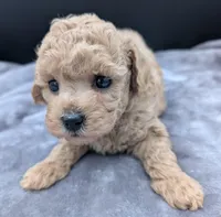 Daphne 💜, a female Poodle - Toy  for sale in Meta, MO – Photo 10 of 10